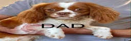 Cavalier King Charles Spaniel dogs for sale: CHOCOLATE CARRIER CAVALIER PUPPIES! - Advert 5