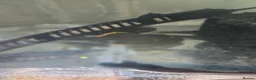 Plecos fish for sale: various freshwater fish  - Advert 9