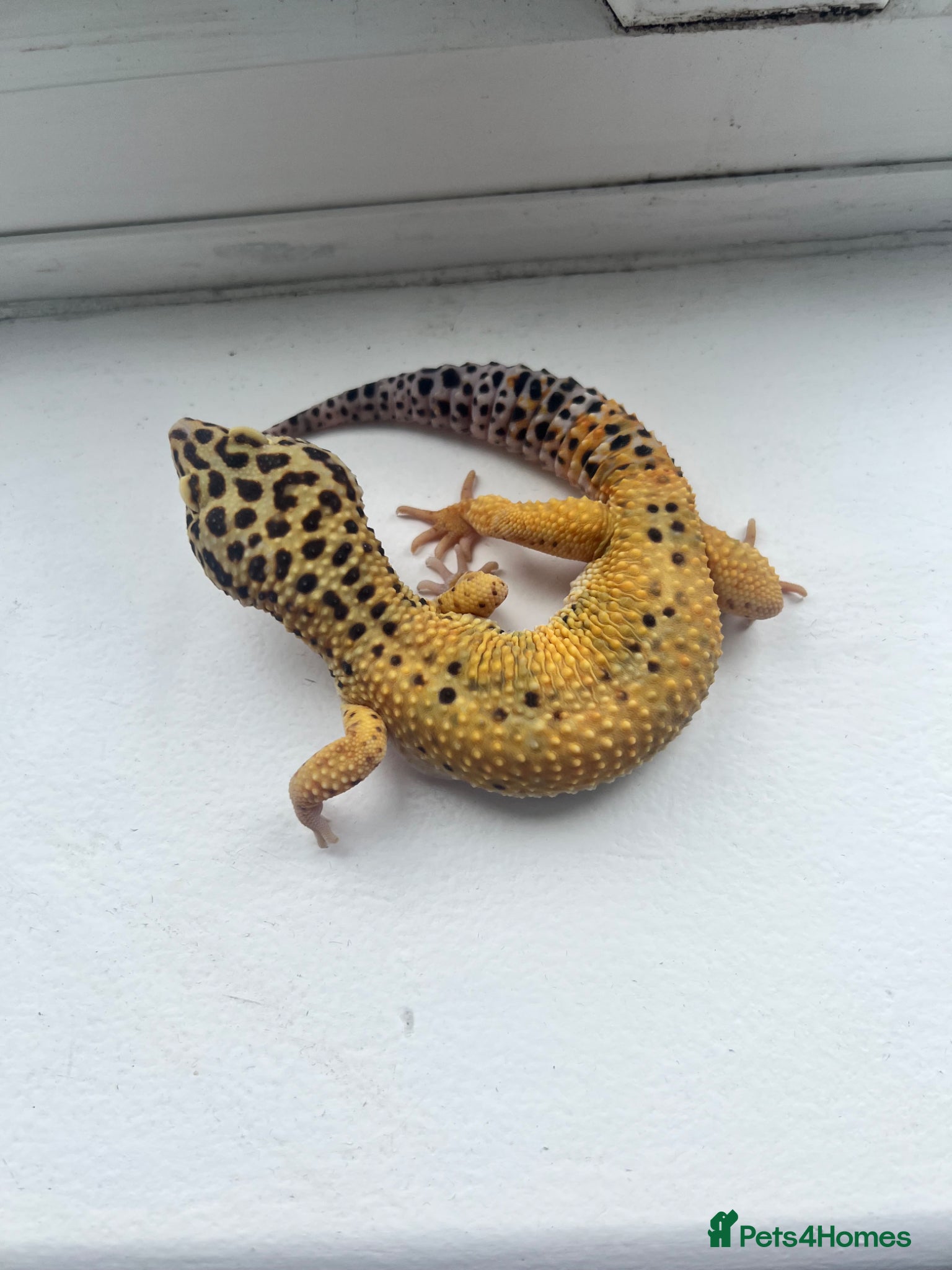 Leopard Gecko reptiles 3 Leopard Geckos for sale (Need sold ASAP) - Advert 2