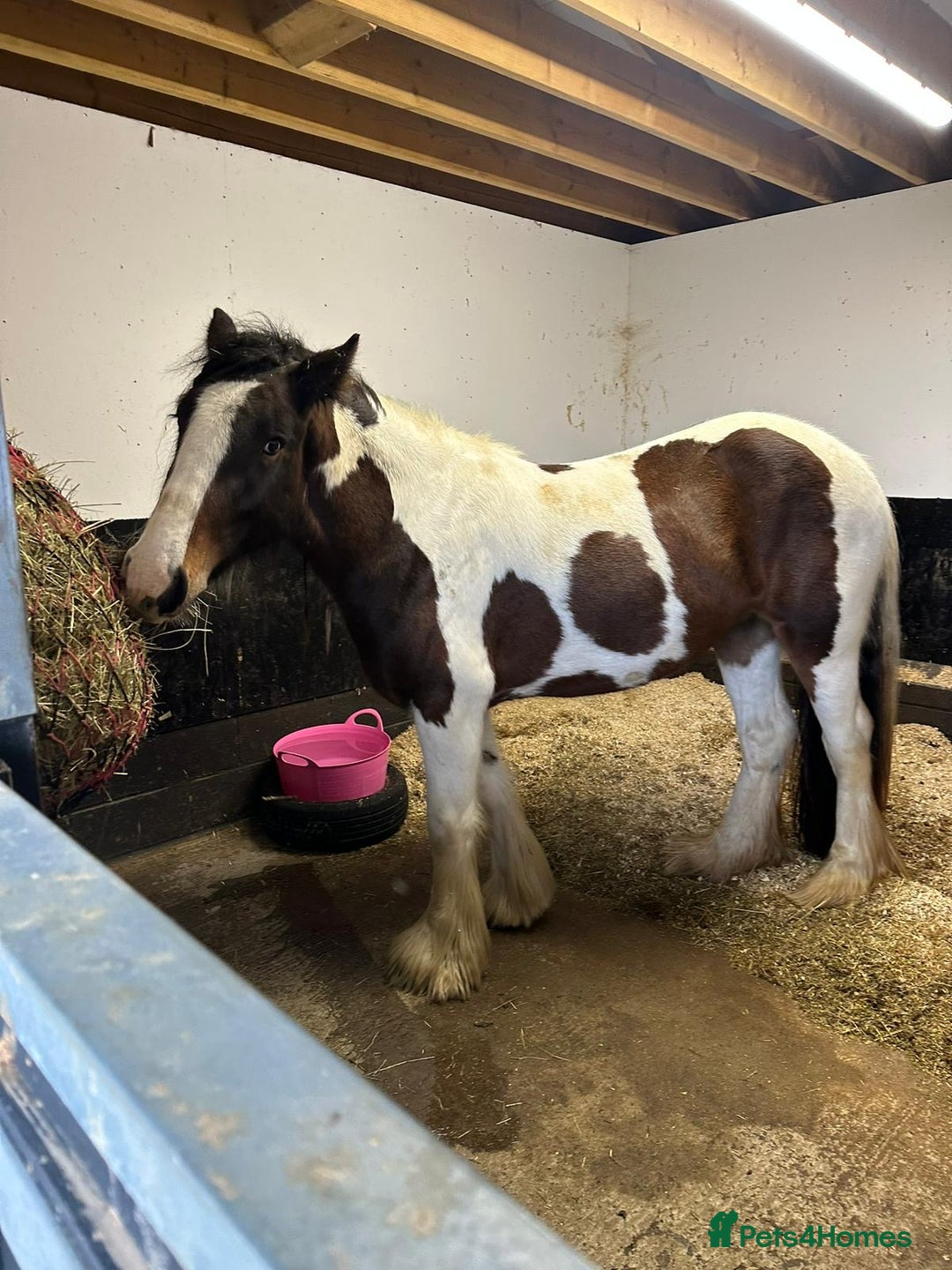 Irish Cob horses for sale: LOLA💗 - Advert 2