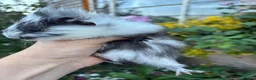 Guinea Pig rodents for sale: Gorgeous baby Guinea pigs for sale - Advert 3