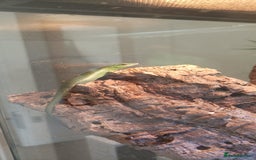 Skink reptiles for sale: EMERALD TREE SKINKS - Image 1