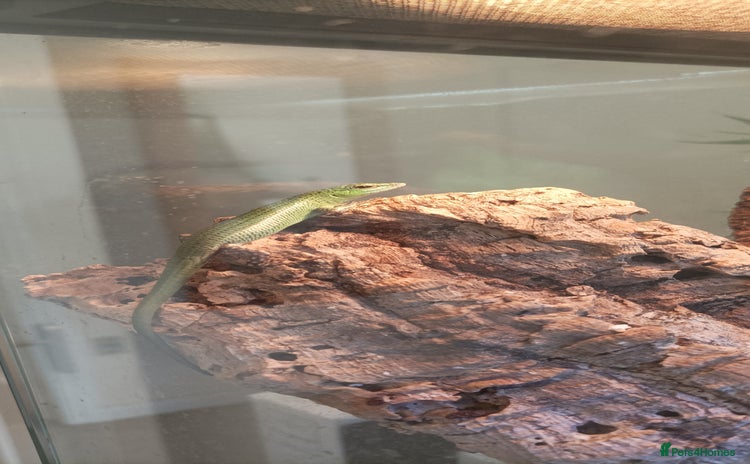 Skink reptiles - Advert 3
