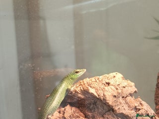 Skink reptiles - Advert 2