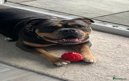 Olde English Bulldogge dogs for sale: Old English Bulldog - Image 4