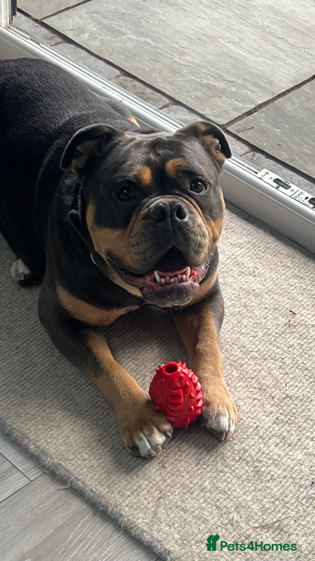 Olde English Bulldogge dogs for sale: Old English Bulldog - Image 4