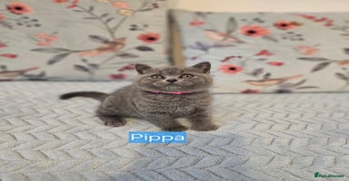 British Shorthair cats - Advert 13