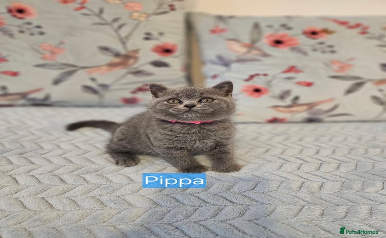 British Shorthair cats - Advert 11