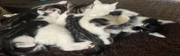 Mixed Breed cats for sale: 6 Lovely kittens for sale  - Advert 4