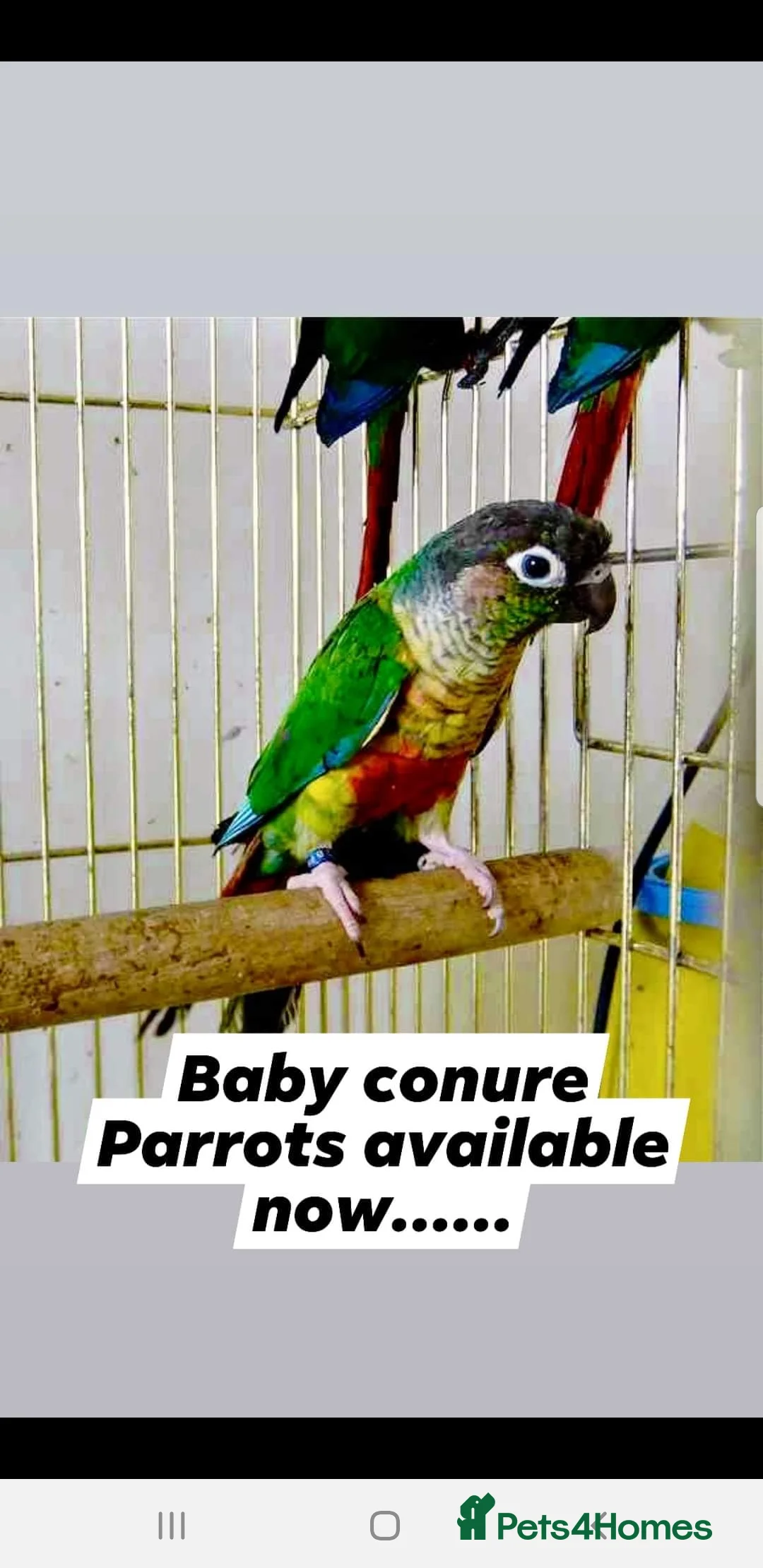 Parrots birds for sale: Birds/Parakeets/Parrots Available  - Advert 9