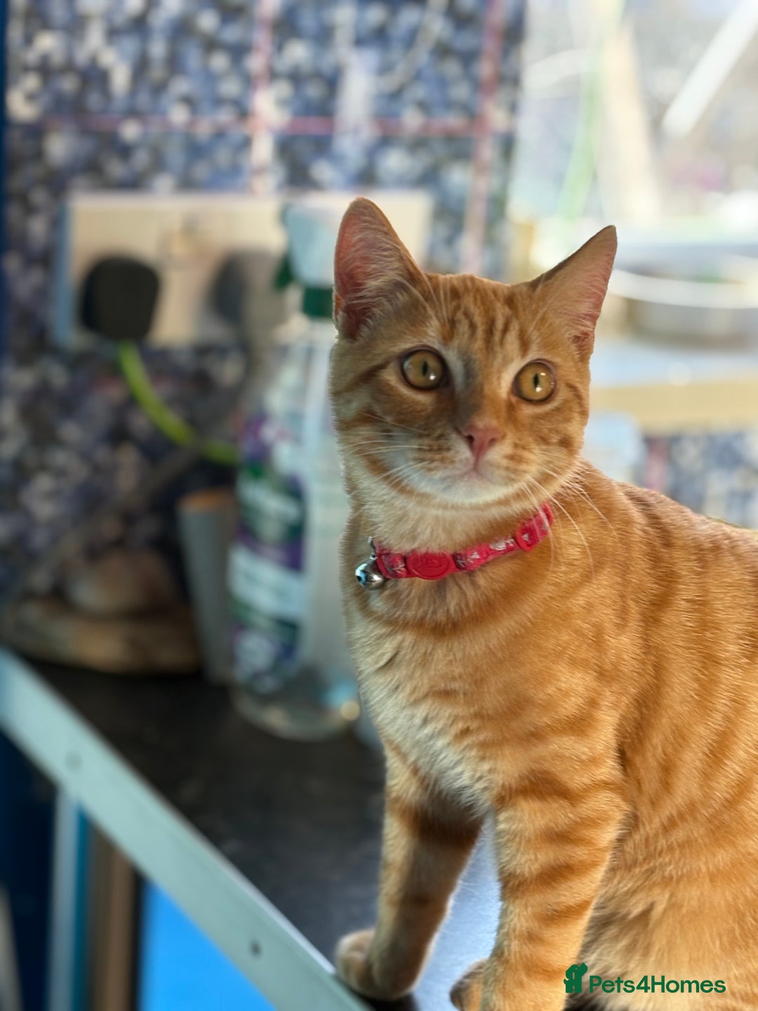 Domestic Shorthair cats for sale: Beautiful 6 month old ginger tabby male. - Advert 10