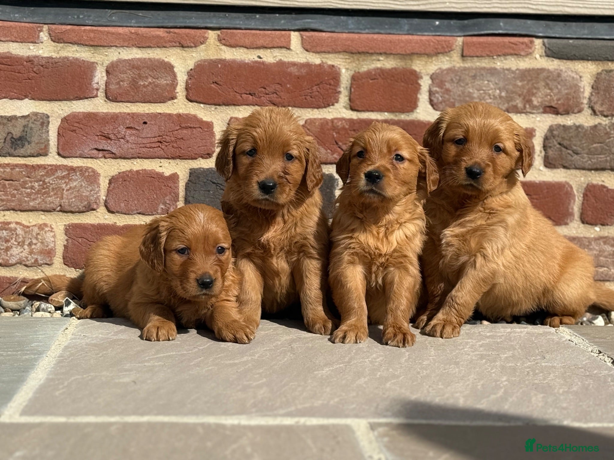 Golden Retriever dogs Exceptional, dark KC working golden retrievers  - Advert 1