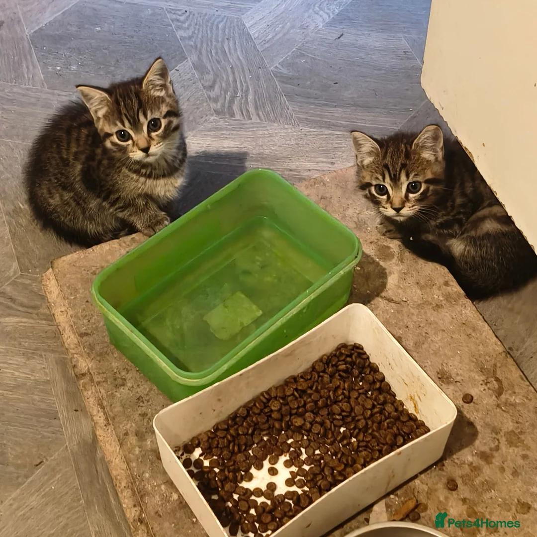 Mixed Breed cats for sale: Beautiful Half Bengal Kittens - Advert 10