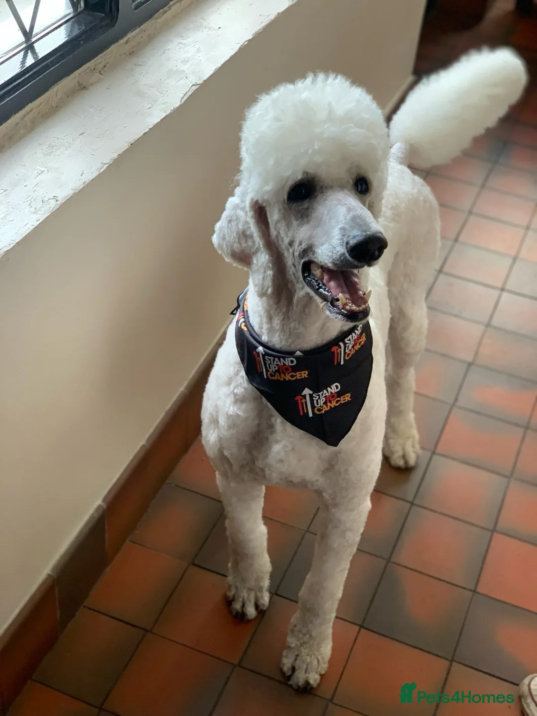 Standard Poodle dogs for sale: Sherlock the Standard Poodle - Case Closed! - Advert 2
