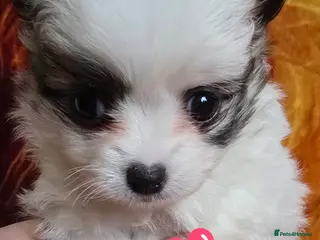 Pomchi dogs Beautiful Pomchi Puppy's ❤️ - Advert 16