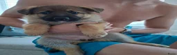 German Shepherd dogs for sale: 2x Female German Shephard puppies - Advert 8