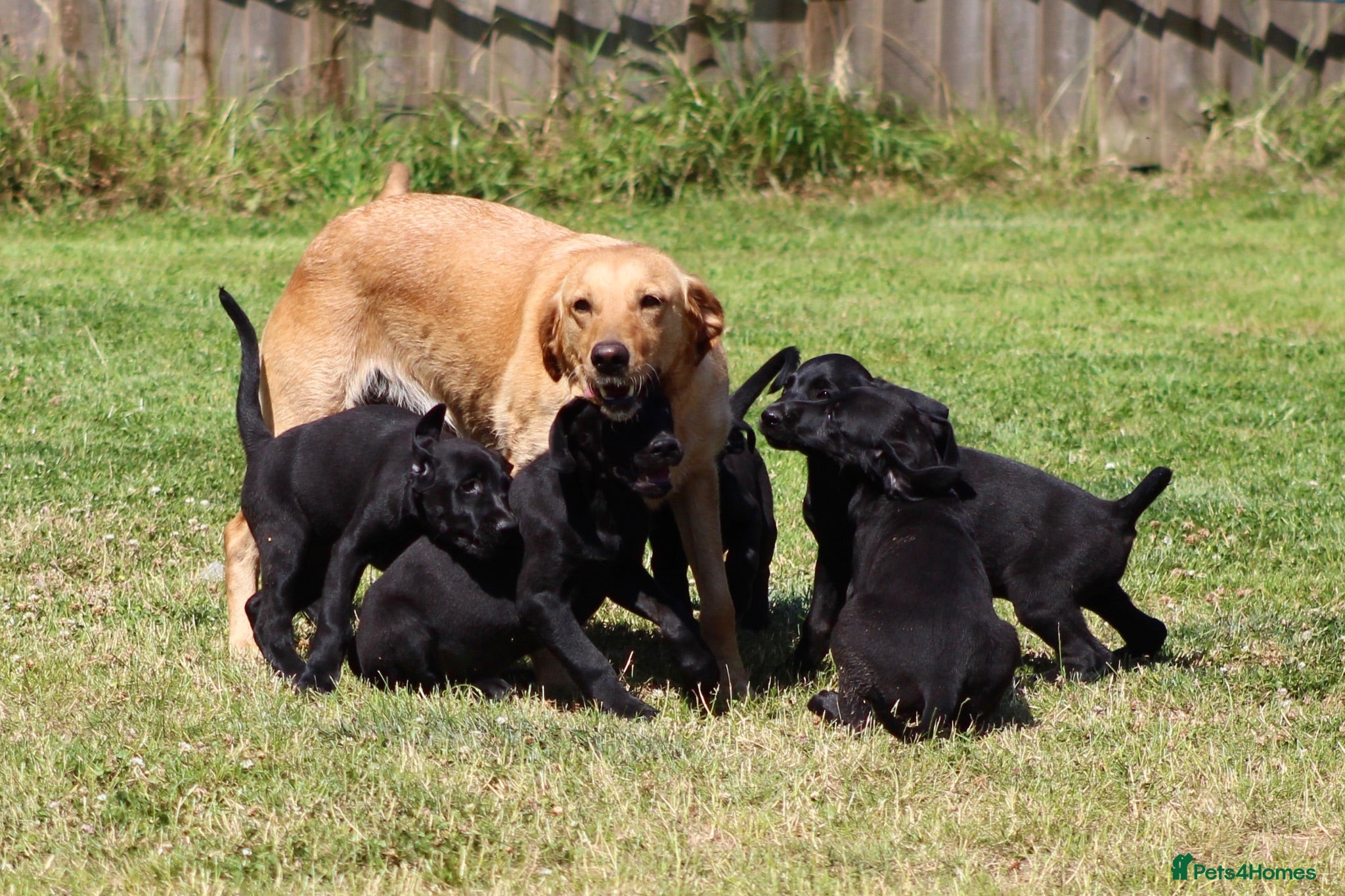 Mixed Breed dogs Labrador x Doberman  - Advert 2