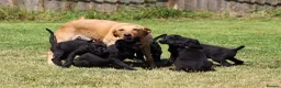 Mixed Breed dogs for sale: Labrador x Doberman  - Advert 5