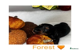 Miniature Dachshund dogs for sale: Miniature Smooth Dachshund Puppies  - Image 5