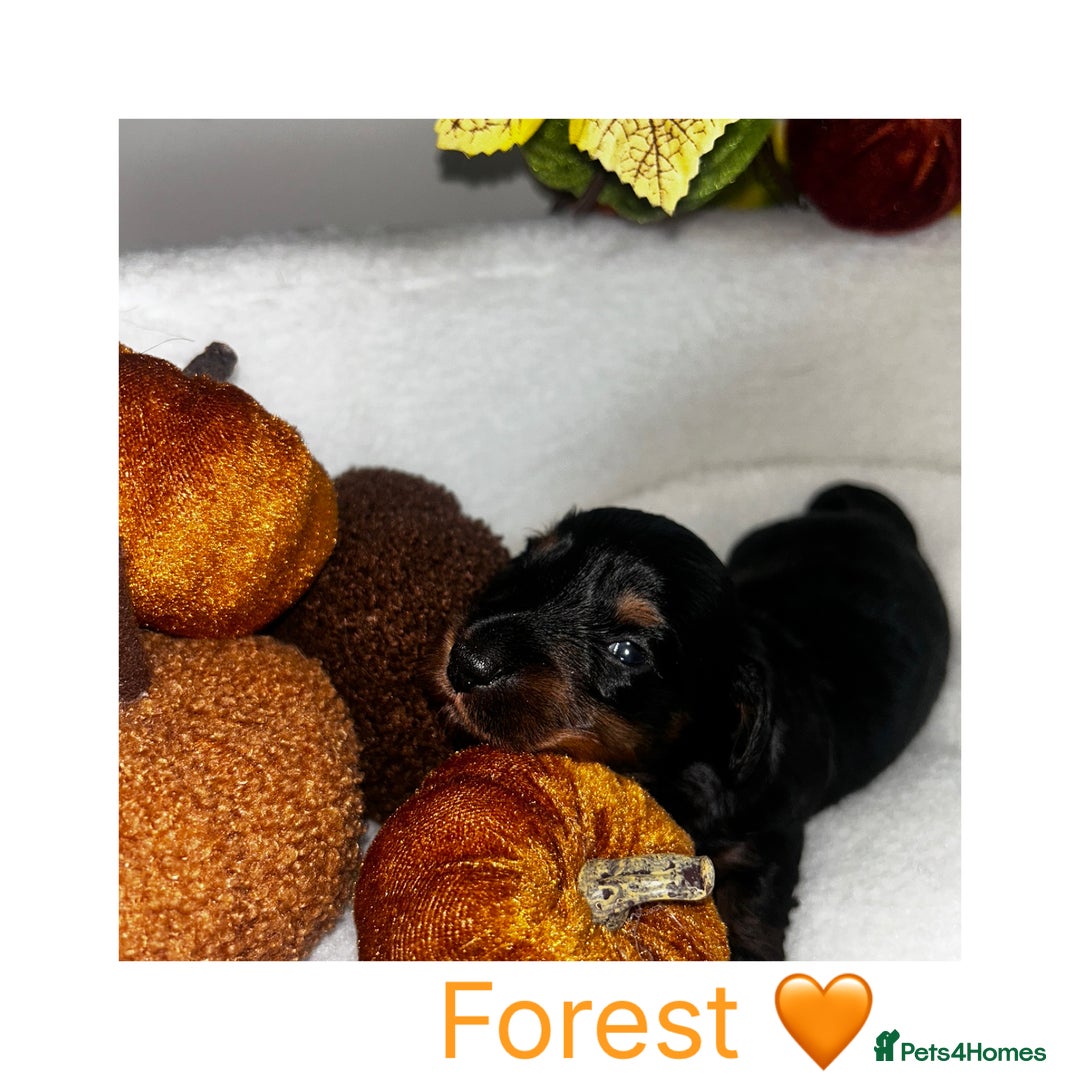 Miniature Dachshund dogs for sale: Miniature Smooth Dachshund Puppies  - Image 5