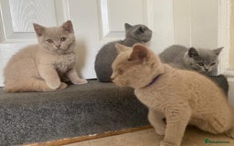 British Shorthair cats for sale: GCCF Active Championship line Blue & Lilac Kittens - Image 28