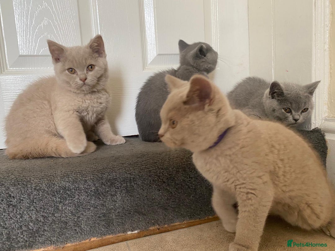 British Shorthair cats for sale: GCCF Active Championship line Blue & Lilac Kittens - Image 28
