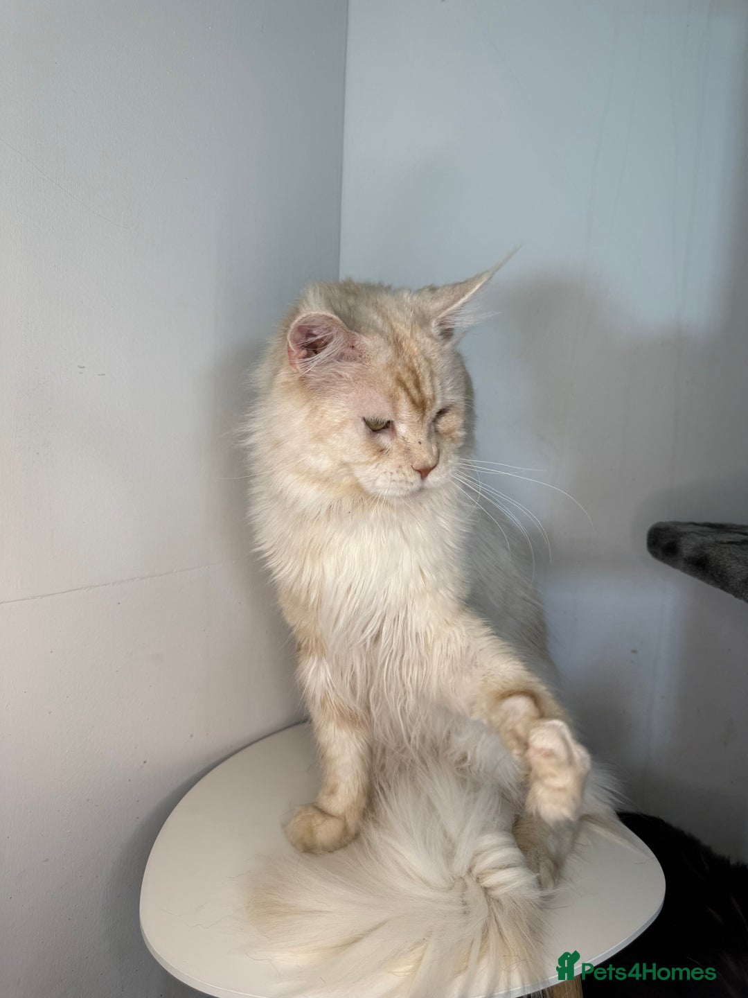 Maine Coon cats for stud: Three HANDSOME Maine Coon Studs! - Advert 10