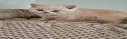 British Shorthair cats for sale: Cream British shorthair boy kitten  - Advert 20