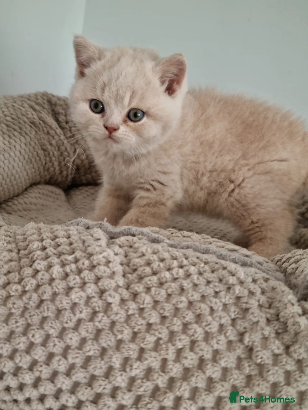 British Shorthair cats for sale: Cream British shorthair boy kitten  - Advert 20