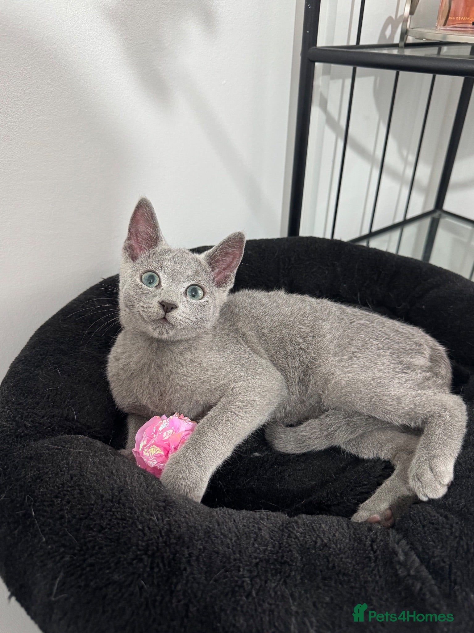 Russian Blue cats Cuddly pedigree russian blue  - Advert 13
