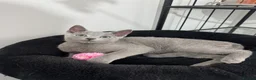 Russian Blue cats for sale: Still available very cuddly russian blue  - Advert 1