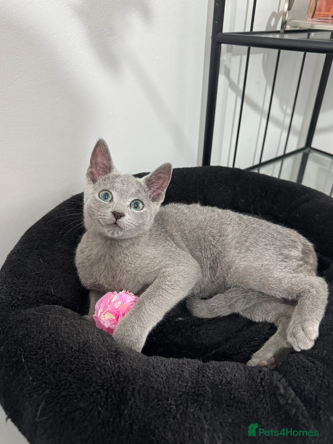 Russian Blue cats for sale: Still available very cuddly russian blue  - Advert 1