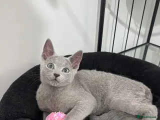 Russian Blue cats Cuddly pedigree russian blue boy - Advert 2