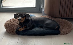 Dachshund dogs for sale: Rehoming our 3 yo dachshund  - Image 17