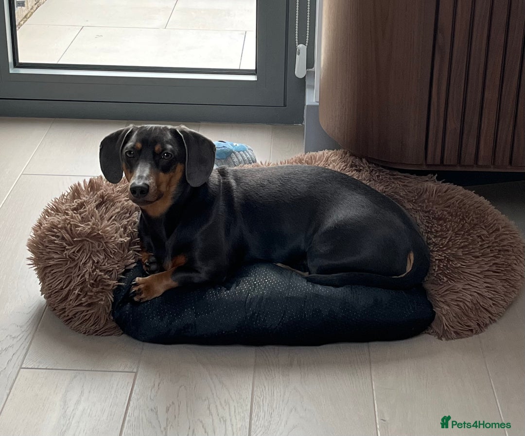 Dachshund dogs for sale: Rehoming our 3 yo dachshund  - Image 17