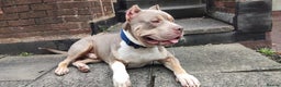 Mixed Breed dogs for sale: Caine corso/ American bully 10 weeks - Advert 23