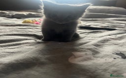 Mixed Breed cats for sale: 1 left looking for forever home  - Image 2