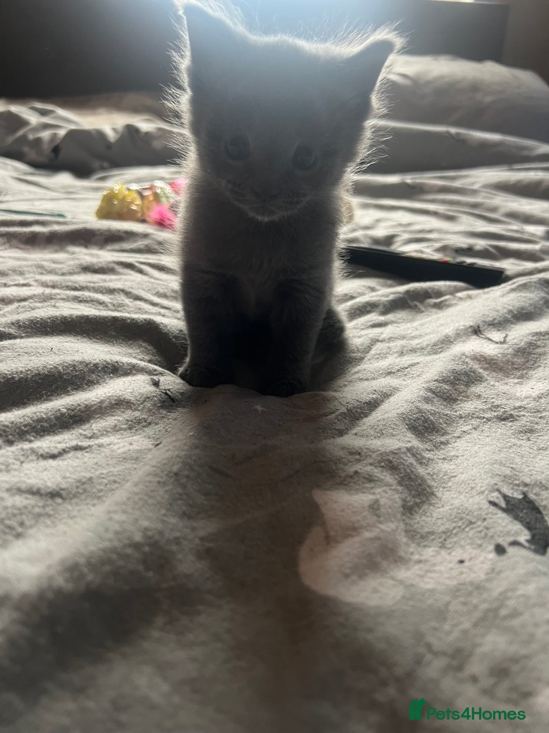 Mixed Breed cats for sale: 1 left looking for forever home  - Image 2