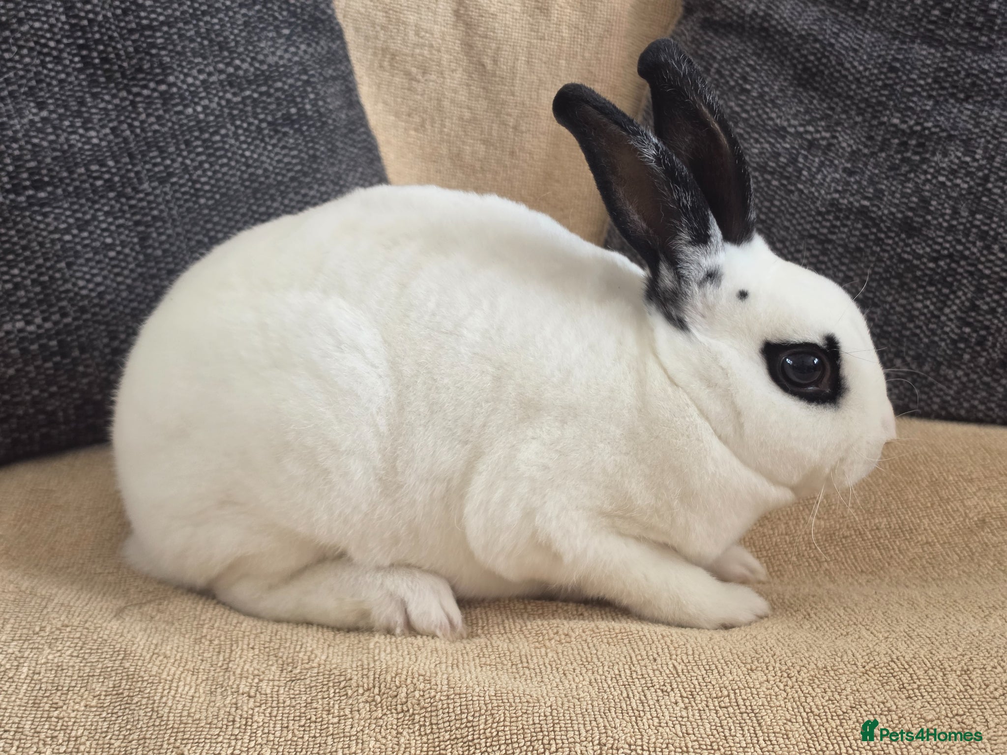Rex rabbits Mini rex bucks  - Advert 17