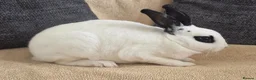 Rex rabbits for sale: Mini rex kits  - Advert 1