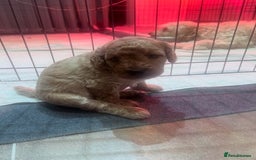 Cockapoo dogs for sale: F1B Cockapoo Puppies - Image 23