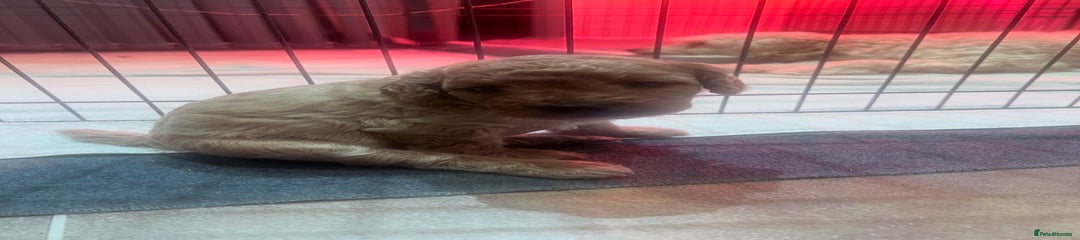 Cockapoo Puppy 4 Boy 💙