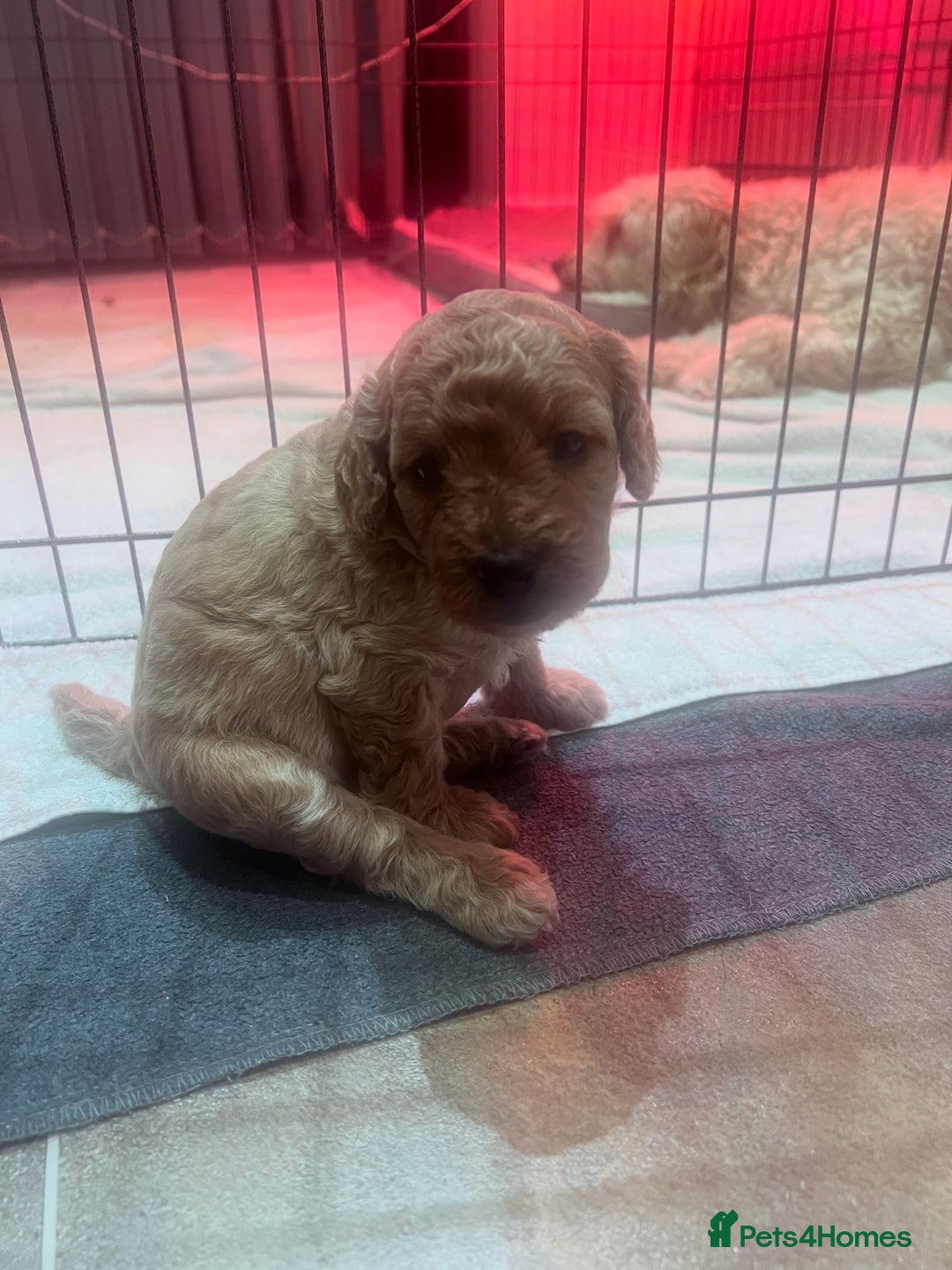 Cockapoo dogs for sale: F1B Cockapoo Puppies - Image 23