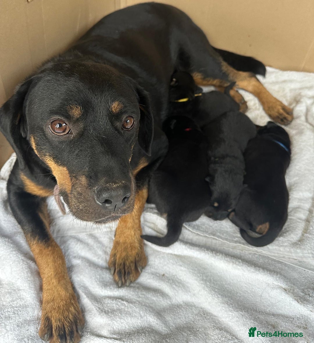 Mixed Breed dogs for sale: 4 Beautiful Hybrid German Shepherd/Rotti puppies - Advert 9