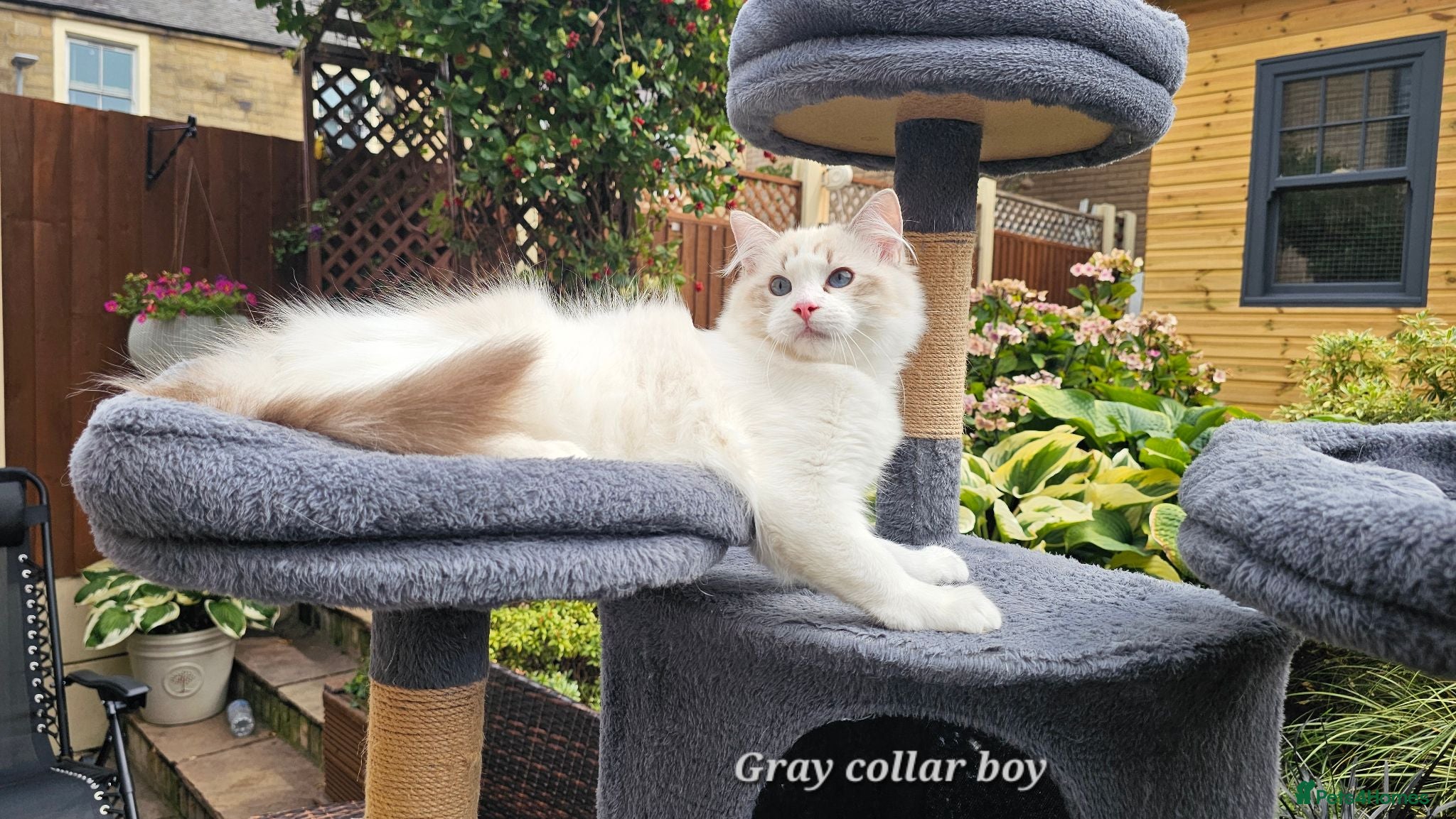 Ragdoll cats STUNNING TICA REGISTRED RAGDOLLS - Advert 2