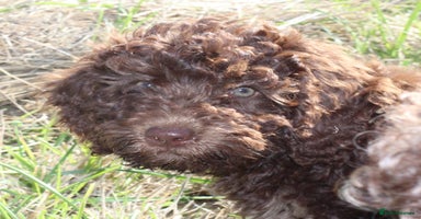 Australian Labradoodle dogs - Advert 1