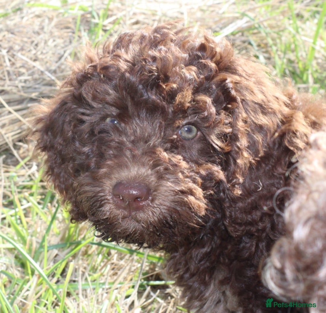 Australian Labradoodle dogs for sale: 🧡💚💙Last girl available, fully health test💙💚🧡 - Image 8