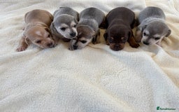 Chiweenie dogs for sale: CHIWEENIE PUPS - Image 1