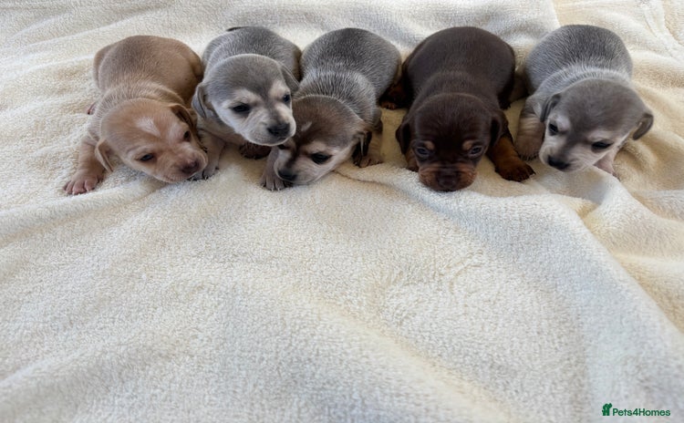 Chiweenie dogs - Advert 1
