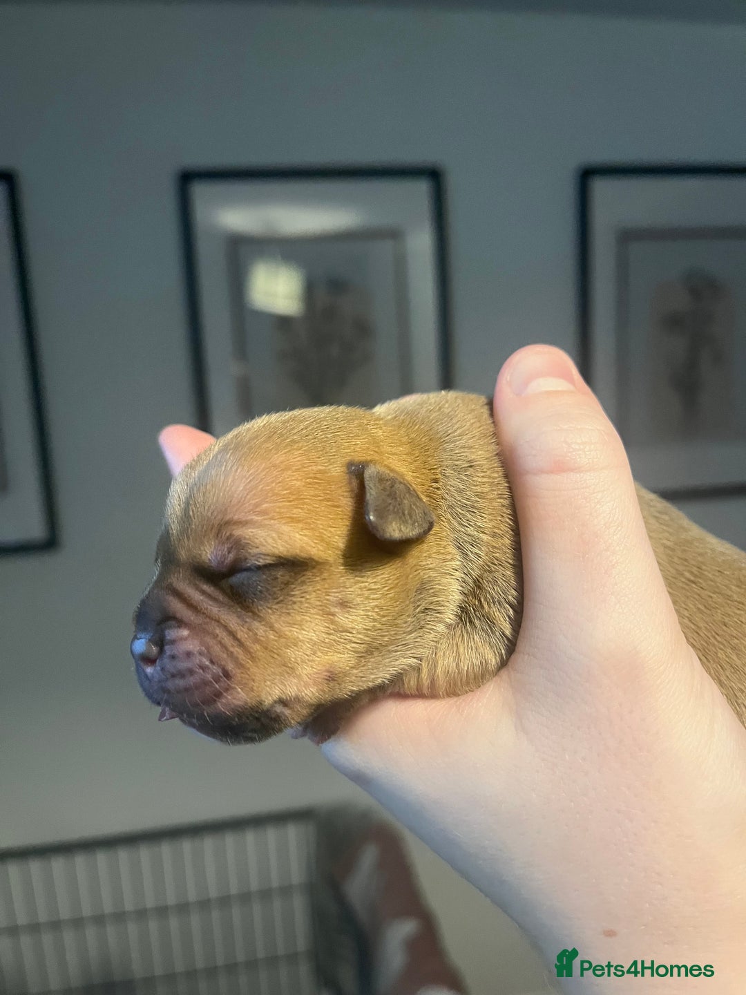 Staffordshire Bull Terrier dogs for sale: Red staffy pups  - Advert 10